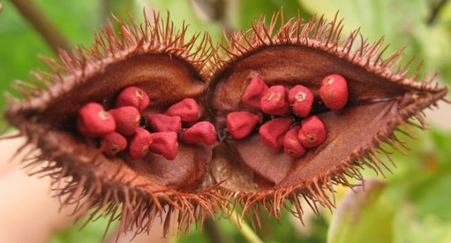 ¿Sabes qué es el Urucum?